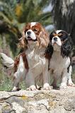CAVALIER KING CHARLES 158